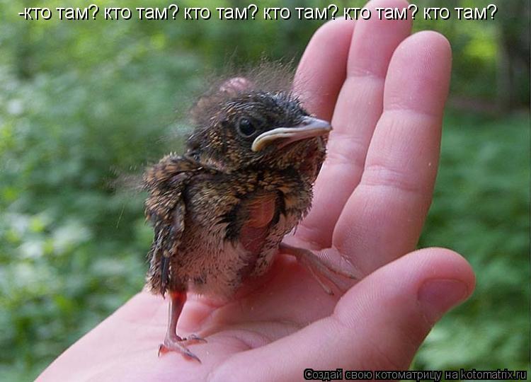 -кто там? кто там? кто там? кто там? кто там? кто там?... Котоматрица: -кто там? кто там? кто там? кто там? кто там? кто там?