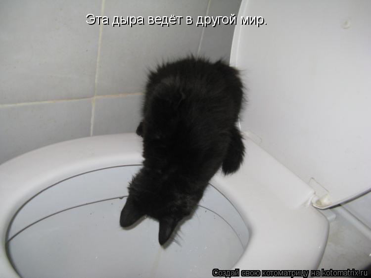 Эта дыра ведёт в другой мир.... Котоматрица: Эта дыра ведёт в другой мир.