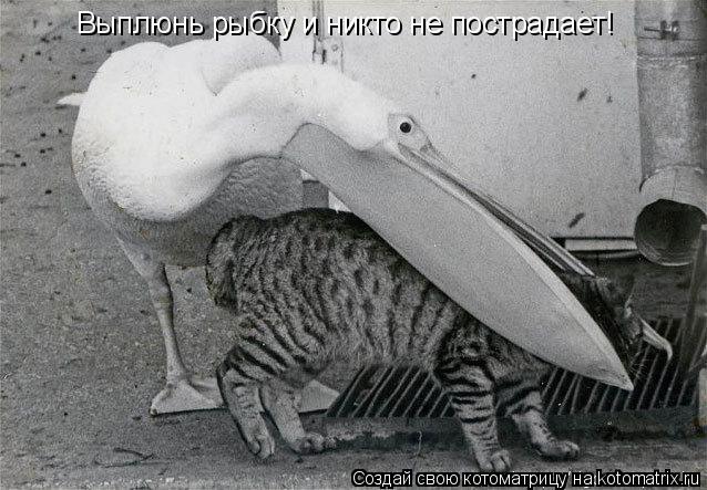 Выплюнь рыбку и никто не пострадает!... Котоматрица: Выплюнь рыбку и никто не пострадает!
