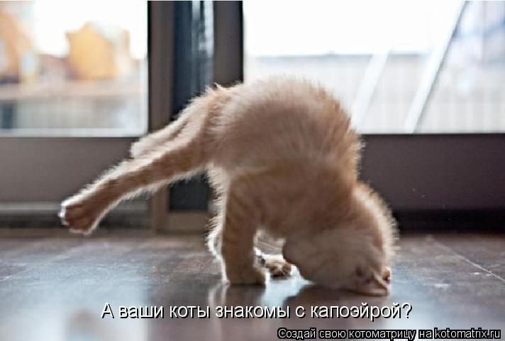 А ваши коты знакомы с капоэйрой?... Котоматрица: А ваши коты знакомы с капоэйрой?