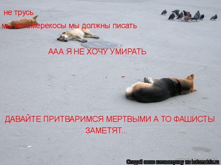 ДАВАЙТЕ ПРИТВАРИМСЯ МЕРТВЫМИ А ТО ФАШИСТЫ ЗАМЕТЯТ... ААА Я НЕ ХОЧУ УМИРАТЬ не трусь мы же амерекосы м... Котоматрица: ДАВАЙТЕ ПРИТВАРИМСЯ МЕРТВЫМИ А ТО ФАШИСТЫ ЗАМЕТЯТ... ААА Я НЕ ХОЧУ УМИРАТЬ не трусь мы же амерекосы мы должны писать