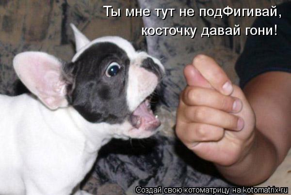 Ты мне тут не подФигивай, косточку давай гони!... Котоматрица: Ты мне тут не подФигивай, косточку давай гони!