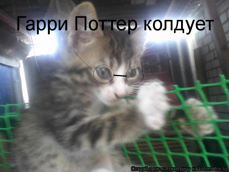 Гарри Поттер колдует... Котоматрица: Гарри Поттер колдует