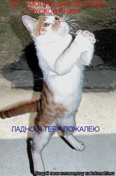 БОГ УМОЛЯЮ ДАЙ МНЕ ЕЩЕ 5 КУСКОВ РЫБЫ ЛАДНО Я ТЕБЯ ПОЖАЛЕЮ... Котоматрица: БОГ УМОЛЯЮ ДАЙ МНЕ ЕЩЕ 5 КУСКОВ РЫБЫ ЛАДНО Я ТЕБЯ ПОЖАЛЕЮ