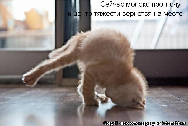 Сейчас молоко проглочу и центр тяжести вернется на место... Котоматрица: Сейчас молоко проглочу и центр тяжести вернется на место