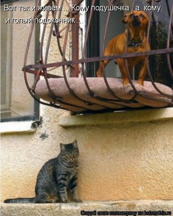Вот так и живём ... Кому подушечка , а кому и голый подоконник ...... Котоматрица: Вот так и живём ... Кому подушечка , а кому и голый подоконник ...