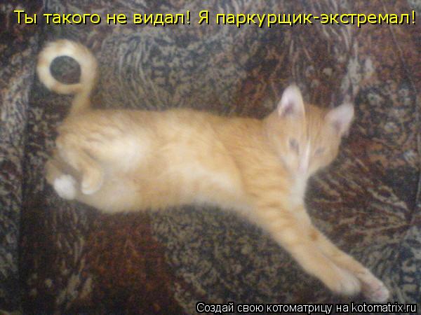 Ты такого не видал! Я паркурщик-экстремал!... Котоматрица: Ты такого не видал! Я паркурщик-экстремал!