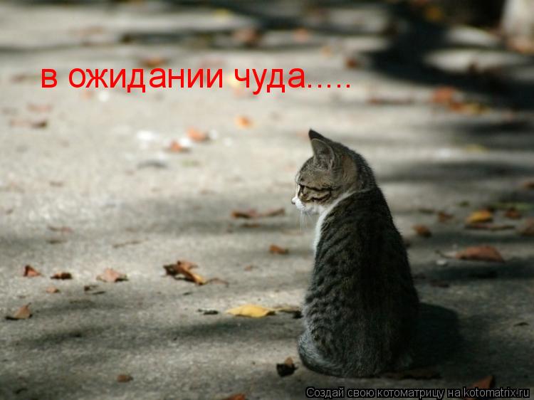 в ожидании чуда........ Котоматрица: в ожидании чуда.....