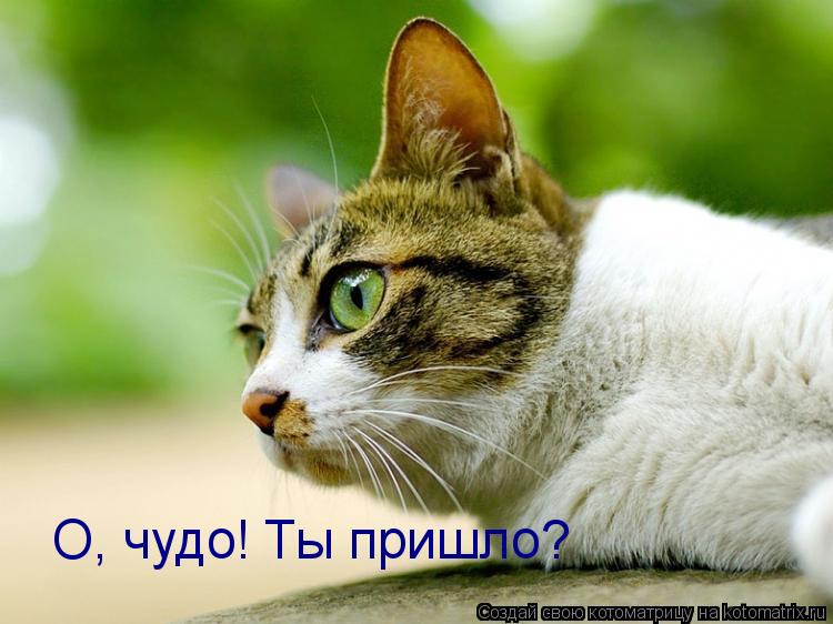 О, чудо! Ты пришло?... Котоматрица: О, чудо! Ты пришло?