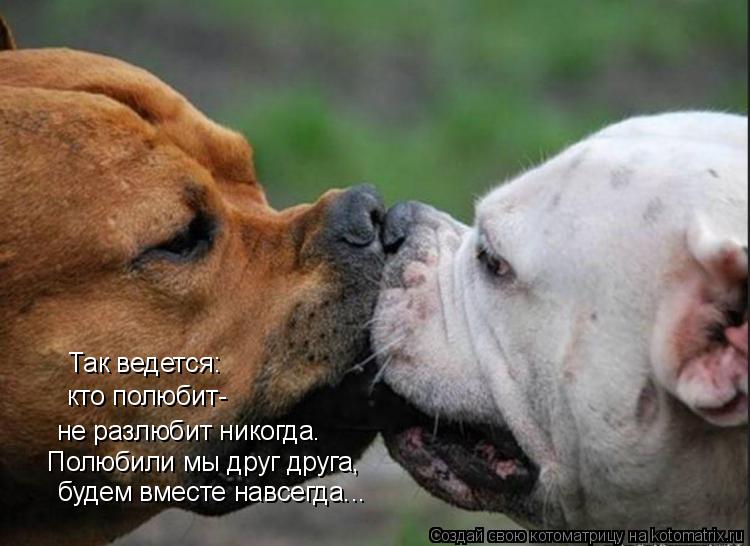 Так ведется: кто полюбит- не разлюбит никогда. Полюбили мы друг друга, будем вместе навсегда...... Котоматрица: Так ведется: кто полюбит- не разлюбит никогда. Полюбили мы друг друга, будем вместе навсегда...