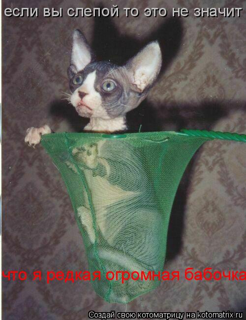 если вы слепой то это не значит что я редкая огромная бабочка... Котоматрица: если вы слепой то это не значит что я редкая огромная бабочка