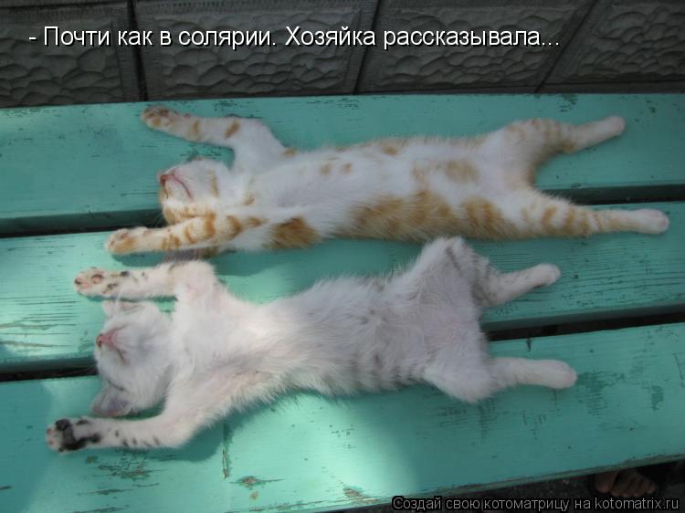 - Почти как в солярии. Хозяйка рассказывала...... Котоматрица: - Почти как в солярии. Хозяйка рассказывала...