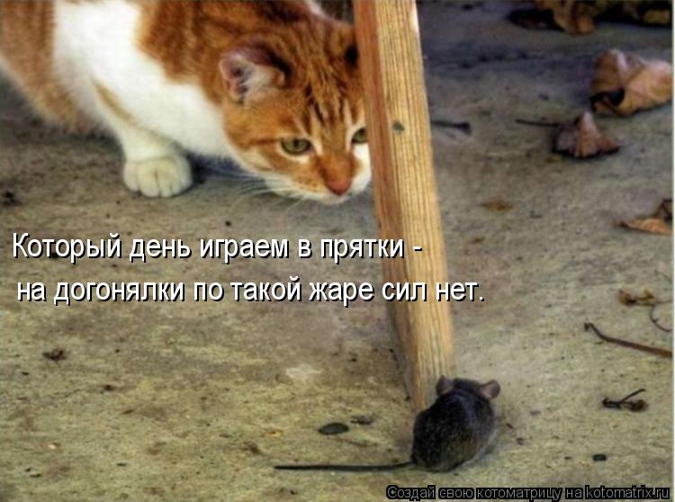 Который день играем в прятки - на догонялки по такой жаре сил нет.... Котоматрица: Который день играем в прятки - на догонялки по такой жаре сил нет.