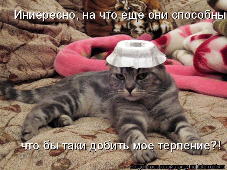 Иниересно, на что еще они способны, что бы таки добить мое терпение?!... Котоматрица: Иниересно, на что еще они способны, что бы таки добить мое терпение?!