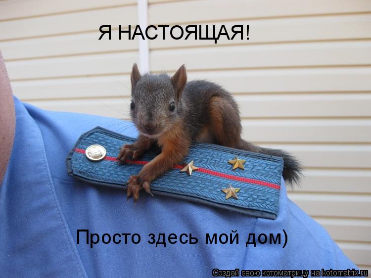 Я НАСТОЯЩАЯ! Просто здесь мой дом)... Котоматрица: Я НАСТОЯЩАЯ! Просто здесь мой дом)