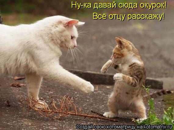 Ну-ка давай сюда окурок! Всё отцу расскажу!... Котоматрица: Ну-ка давай сюда окурок! Всё отцу расскажу!
