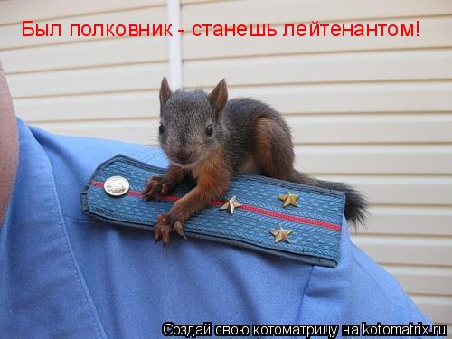 Был полковник - станешь лейтенантом!... Котоматрица: Был полковник - станешь лейтенантом!