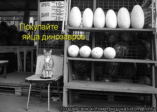Покупайте яйца динозавров... Котоматрица: Покупайте яйца динозавров