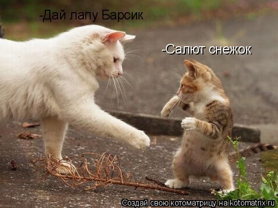 -Дай лапу Барсик -Салют снежок... Котоматрица: -Дай лапу Барсик -Салют снежок