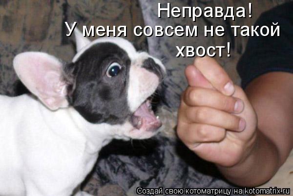 Неправда! У меня совсем не такой хвост!... Котоматрица: Неправда! У меня совсем не такой хвост!