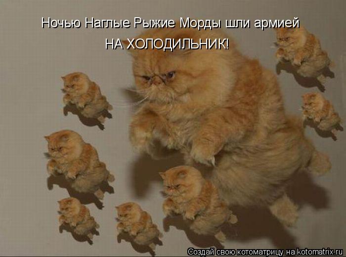 Ночью Наглые Рыжие Морды шли армией НА ХОЛОДИЛЬНИК!... Котоматрица: Ночью Наглые Рыжие Морды шли армией НА ХОЛОДИЛЬНИК!