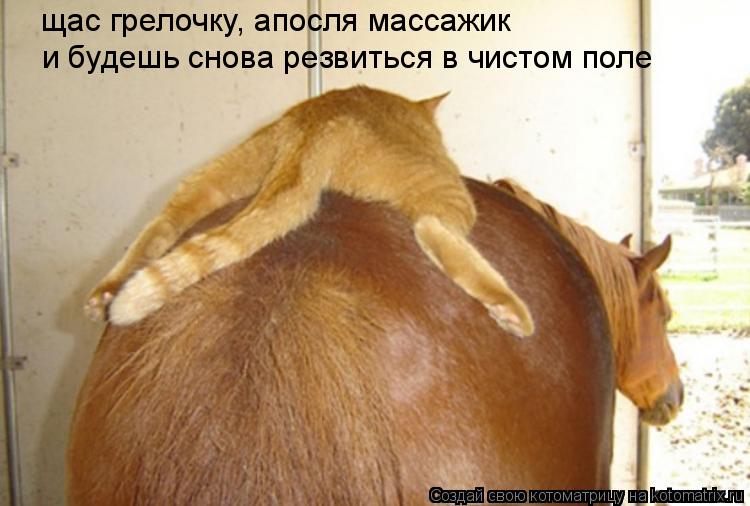 щас грелочку, апосля массажик и будешь снова резвиться в чистом поле... Котоматрица: щас грелочку, апосля массажик и будешь снова резвиться в чистом поле