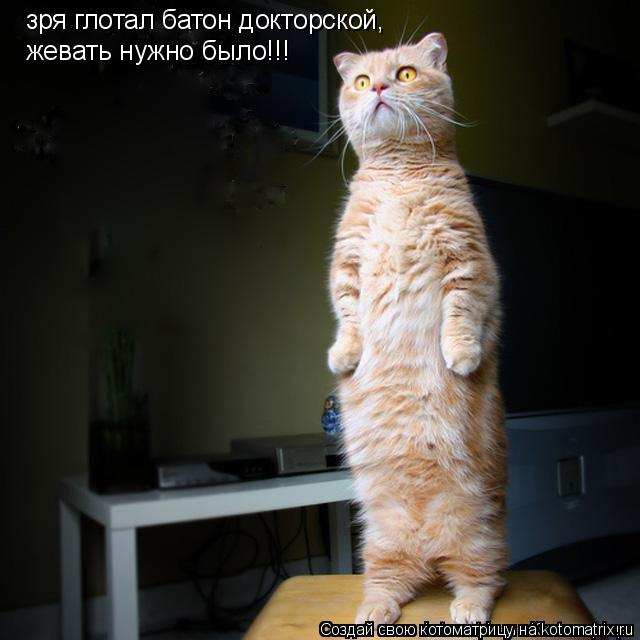зря глотал батон докторской, жевать нужно было!!!... Котоматрица: зря глотал батон докторской, жевать нужно было!!!