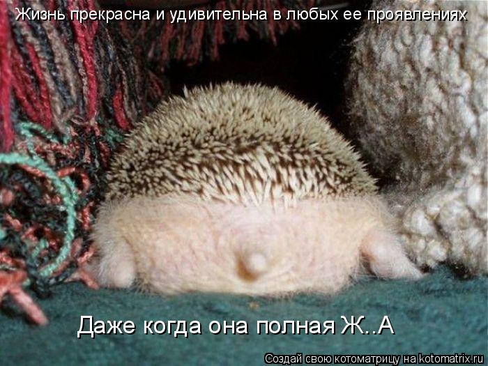 Жизнь прекрасна и удивительна в любых ее проявлениях Даже когда она полная Ж..А... Котоматрица: Жизнь прекрасна и удивительна в любых ее проявлениях Даже когда она полная Ж..А