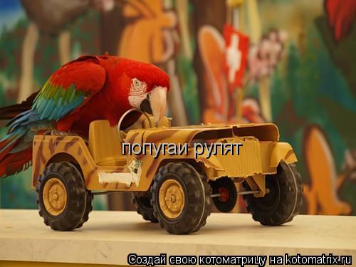 попугаи рулят... Котоматрица: попугаи рулят
