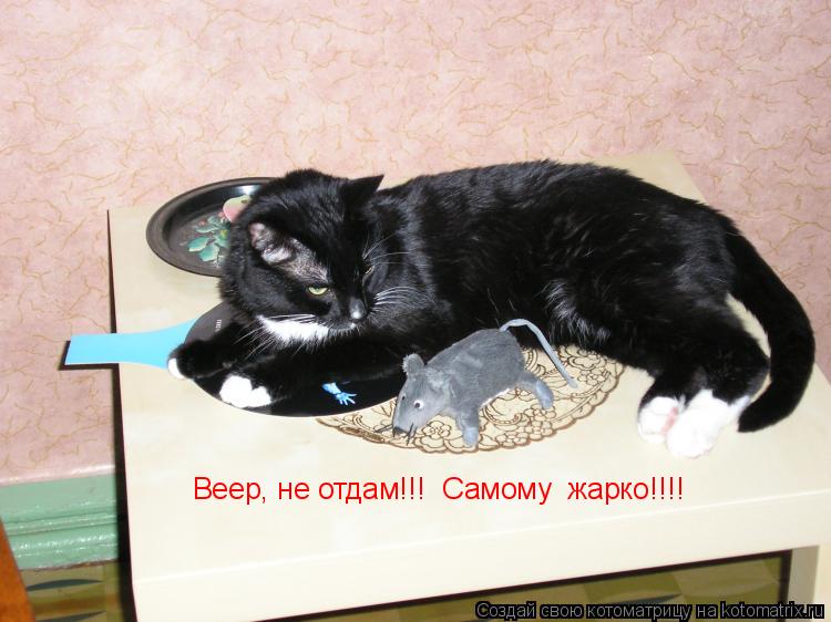 Веер, не отдам!!! Самому жарко!!!!... Котоматрица: Веер, не отдам!!! Самому жарко!!!!