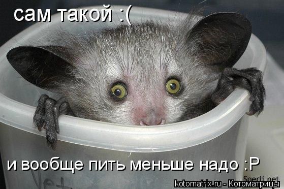 сам такой :( и вообще пить меньше надо :Р... Котоматрица: сам такой :( и вообще пить меньше надо :Р