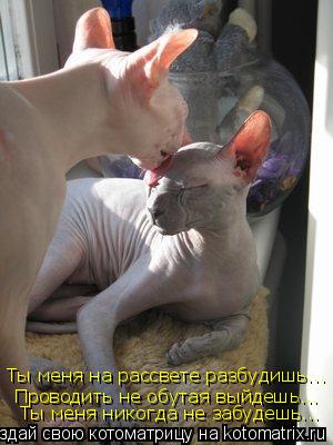 Ты меня на рассвете разбудишь... Проводить не обутая выйдешь... Ты меня никогда не забудешь...... Котоматрица: Ты меня на рассвете разбудишь... Проводить не обутая выйдешь... Ты меня никогда не забудешь...