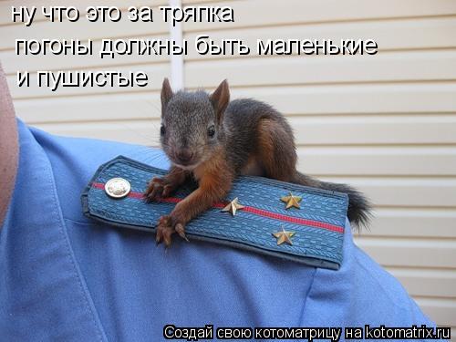 ну что это за тряпка погоны должны быть маленькие и пушистые... Котоматрица: ну что это за тряпка погоны должны быть маленькие и пушистые