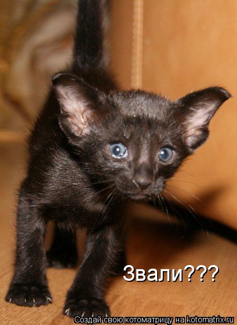 Звали???... Котоматрица: Звали???