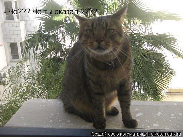 - Чё??? Чё ты сказал ????... Котоматрица: - Чё??? Чё ты сказал ????