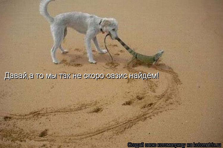 Давай,а то мы так не скоро оазис найдём!... Котоматрица: Давай,а то мы так не скоро оазис найдём!