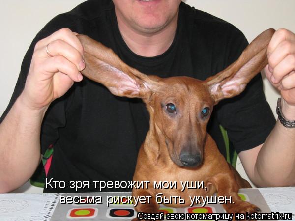 Кто зря тревожит мои уши, весьма рискует быть укушен.... Котоматрица: Кто зря тревожит мои уши, весьма рискует быть укушен.