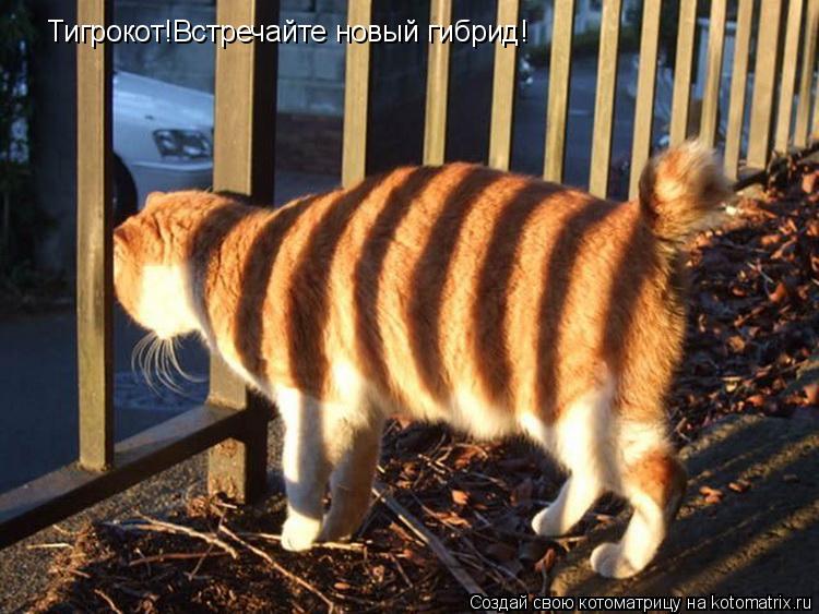 Тигрокот!Встречайте новый гибрид!... Котоматрица: Тигрокот!Встречайте новый гибрид!