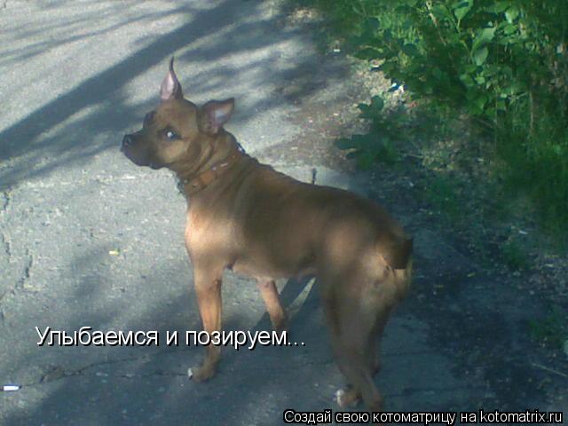 Улыбаемся и позируем...... Котоматрица: Улыбаемся и позируем...