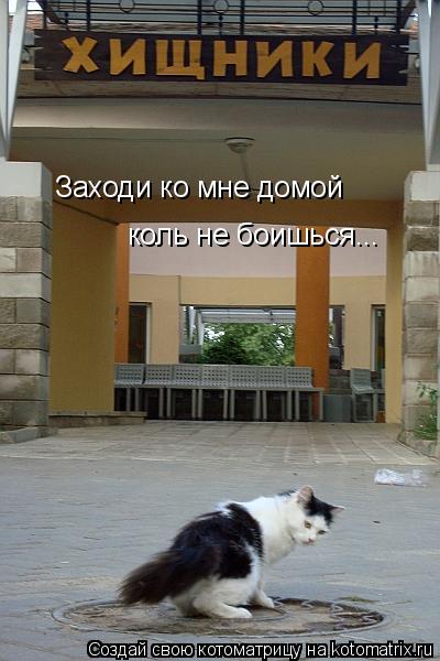 Заходи ко мне домой коль не боишься...... Котоматрица: Заходи ко мне домой коль не боишься...