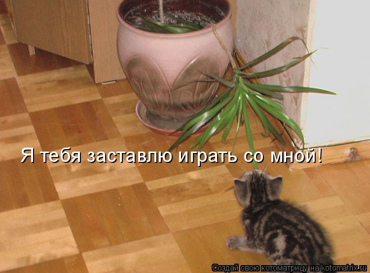 Я тебя заставлю играть со мной!... Котоматрица: Я тебя заставлю играть со мной!