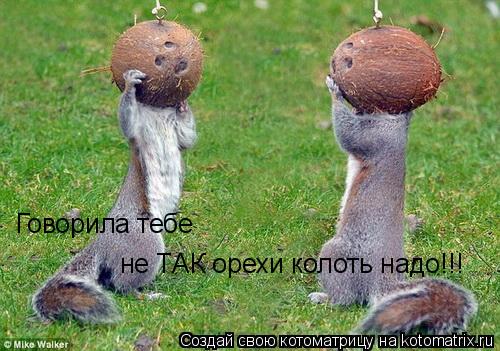 Говорила тебе не ТАК орехи колоть надо!!!... Котоматрица: Говорила тебе не ТАК орехи колоть надо!!!
