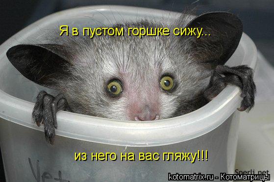Я в пустом горшке сижу... из него на вас гляжу!!!... Котоматрица: Я в пустом горшке сижу... из него на вас гляжу!!!