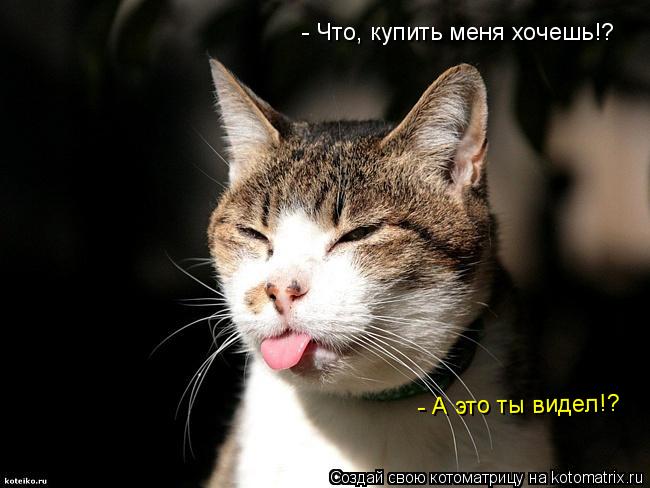- Что, купить меня хочешь!? - А это ты видел!?... Котоматрица: - Что, купить меня хочешь!? - А это ты видел!?