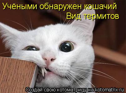 Учёными обнаружен кошачий Вид термитов... Котоматрица: Учёными обнаружен кошачий Вид термитов