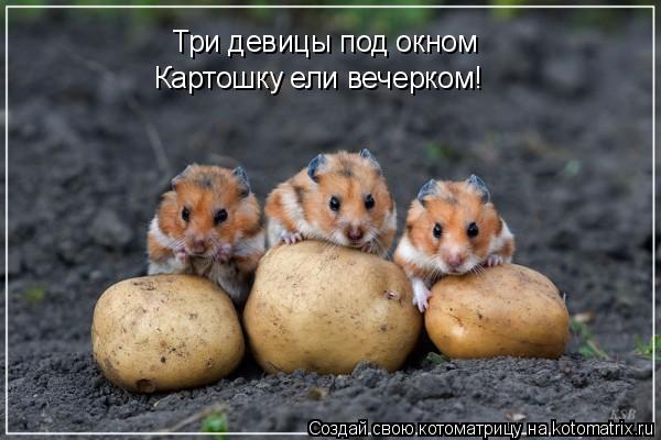 Три девицы под окном Картошку ели вечерком!... Котоматрица: Три девицы под окном Картошку ели вечерком!