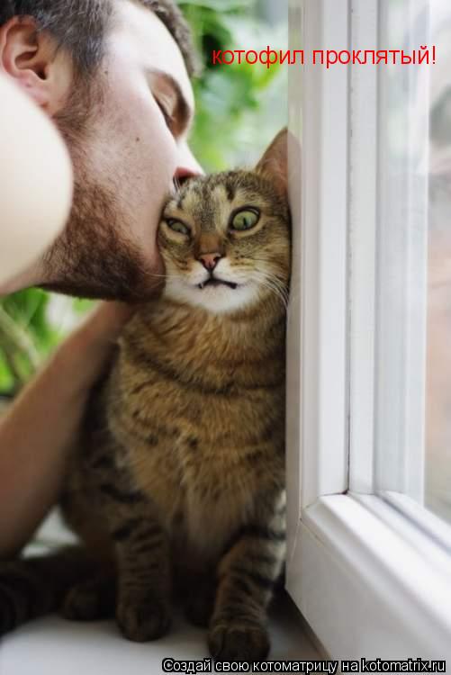 котофил проклятый!... Котоматрица: котофил проклятый!