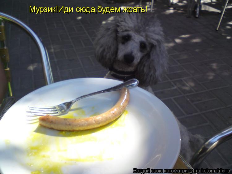 Мурзик!Иди сюда,будем жрать!... Котоматрица: Мурзик!Иди сюда,будем жрать!