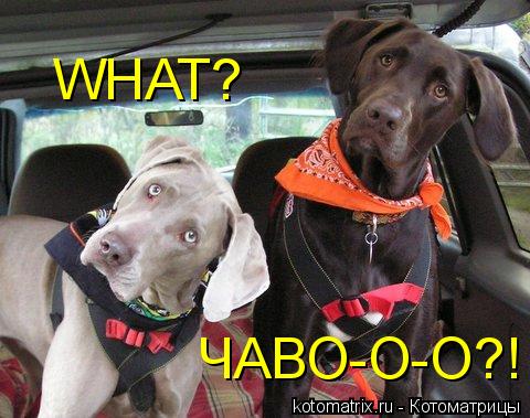 WHAT? ЧАВО-О-О?!... Котоматрица: WHAT? ЧАВО-О-О?!