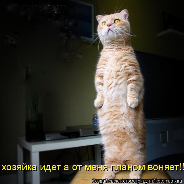 хозяйка идет а от меня планом воняет!!... Котоматрица: хозяйка идет а от меня планом воняет!!